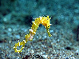 Anilao Seahorse 8