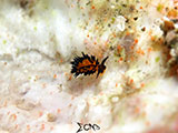 Anilao Nudibranch 251