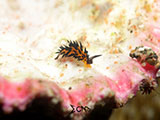 Anilao Nudibranch 254