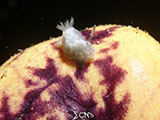 Anilao Nudibranch 256