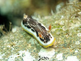 Anilao Nudibranch 258