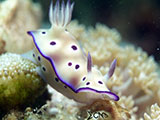 Anilao Nudibranch 260