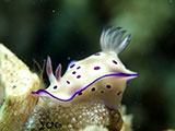 Anilao Nudibranch 261