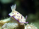 Anilao Nudibranch 262