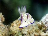 Anilao Nudibranch 265