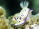 Anilao Nudibranch 268