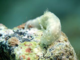 Anilao Nudibranch 270