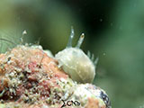 Anilao Nudibranch 271