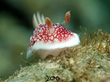 Anilao Nudibranch 273