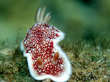 Anilao Nudibranch 275