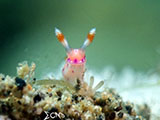 Anilao Nudibranch 277