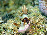 Anilao Nudibranch 280