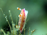 Anilao Nudibranch 281