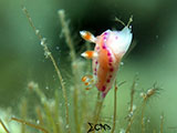 Anilao Nudibranch 282