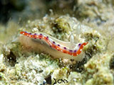 Anilao Nudibranch 284