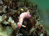 Anilao Nudibranch 285