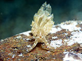 Anilao Nudibranch 286