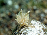 Anilao Nudibranch 287