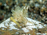 Anilao Nudibranch 288