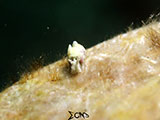 Anilao Nudibranch 291