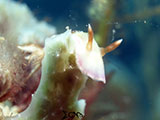 Anilao Nudibranch 302