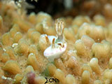 Anilao Nudibranch 304