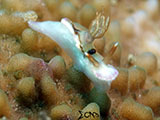 Anilao Nudibranch 307