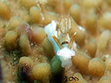 Anilao Nudibranch 308