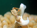 Anilao Nudibranch 309