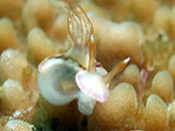 Anilao Nudibranch 310