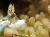 Anilao Nudibranch 311