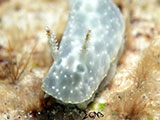 Anilao Nudibranch 315