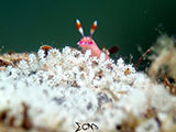 Anilao Nudibranch with Eggs 7