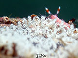 Anilao Nudibranch with Eggs 9