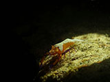 Anilao Emperor Shrimp 35