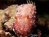 Anilao Nudibranch 505