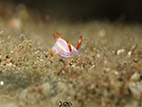 Anilao Nudibranch 506