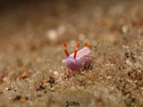 Anilao Nudibranch 507