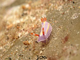 Anilao Nudibranch 508