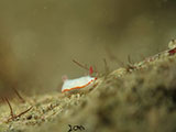 Anilao Nudibranch 512