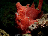 Anilao Frogfish 33