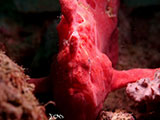 Anilao Frogfish 35