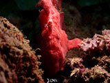 Anilao Frogfish 36