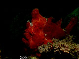 Anilao Frogfish 37