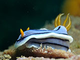 Anilao Nudibranch 524