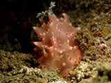 Anilao Nudibranch 525