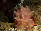 Anilao Nudibranch 526