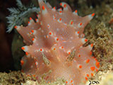 Anilao Nudibranch 527