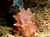 Anilao Nudibranch 528