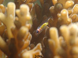 Anilao Pink Eyed Goby 21